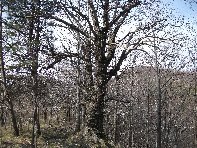 nte Cagliato-20110220 027